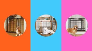 10 Best Dog Gates