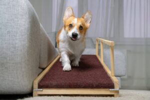 10 Best Dog Ramps