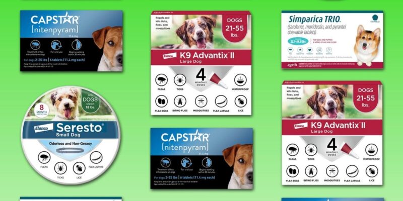 Top 10 Best Pet Flea and Tick Preventions 2026